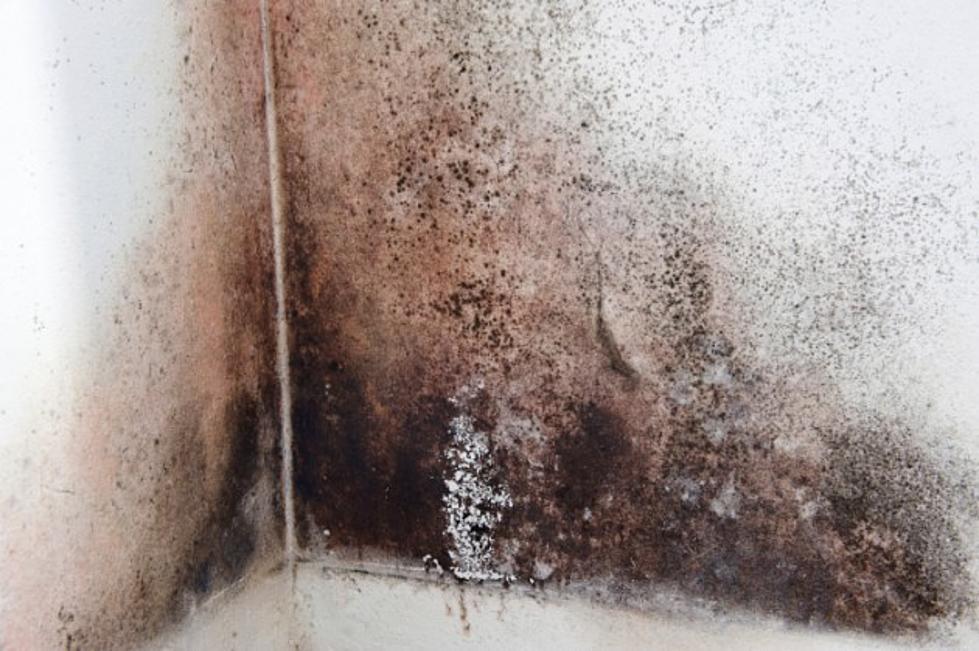 Mold Left From The Colorado Floods Could Make You Sick