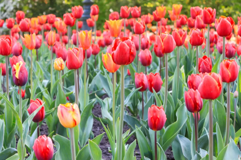 Loveland Plants 300 Tulip Bulbs to Remember Flood Victims