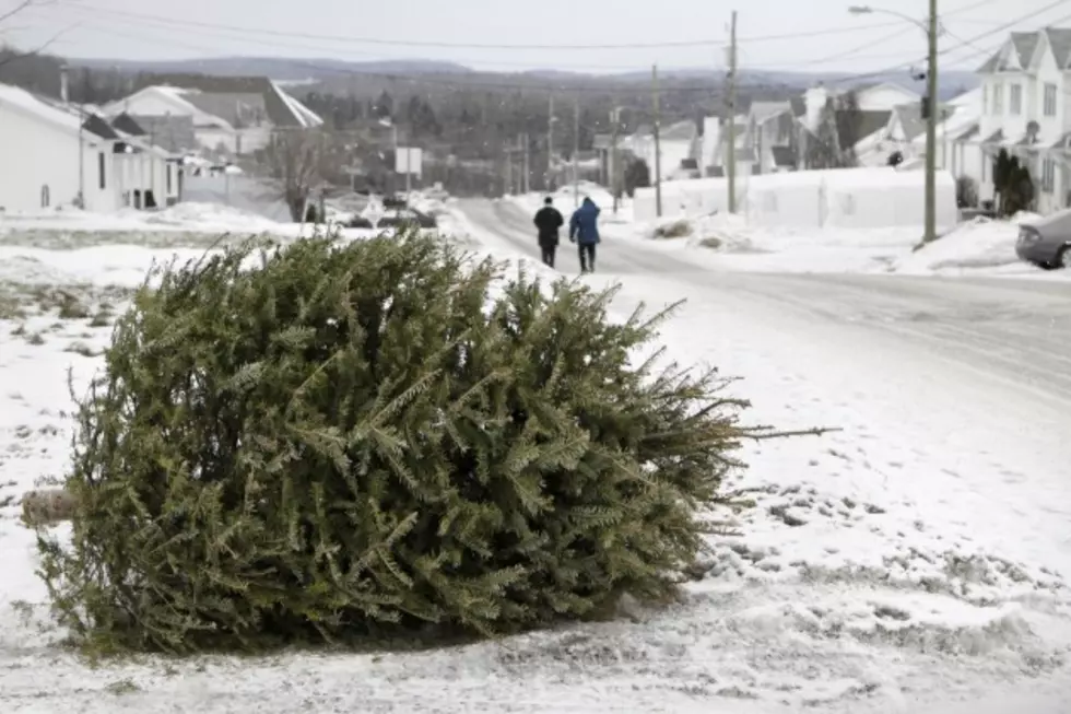 Christmas Tree Recycling Starts Day After Christmas in Fort Collins
