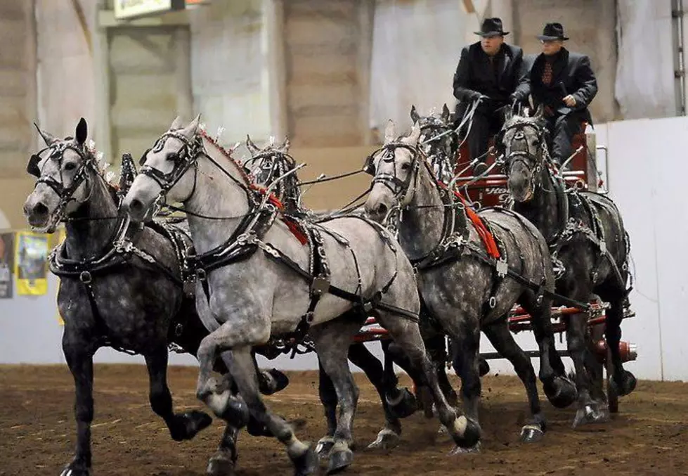 Big Thunder Draft Horse Show Returns to Ranch in January