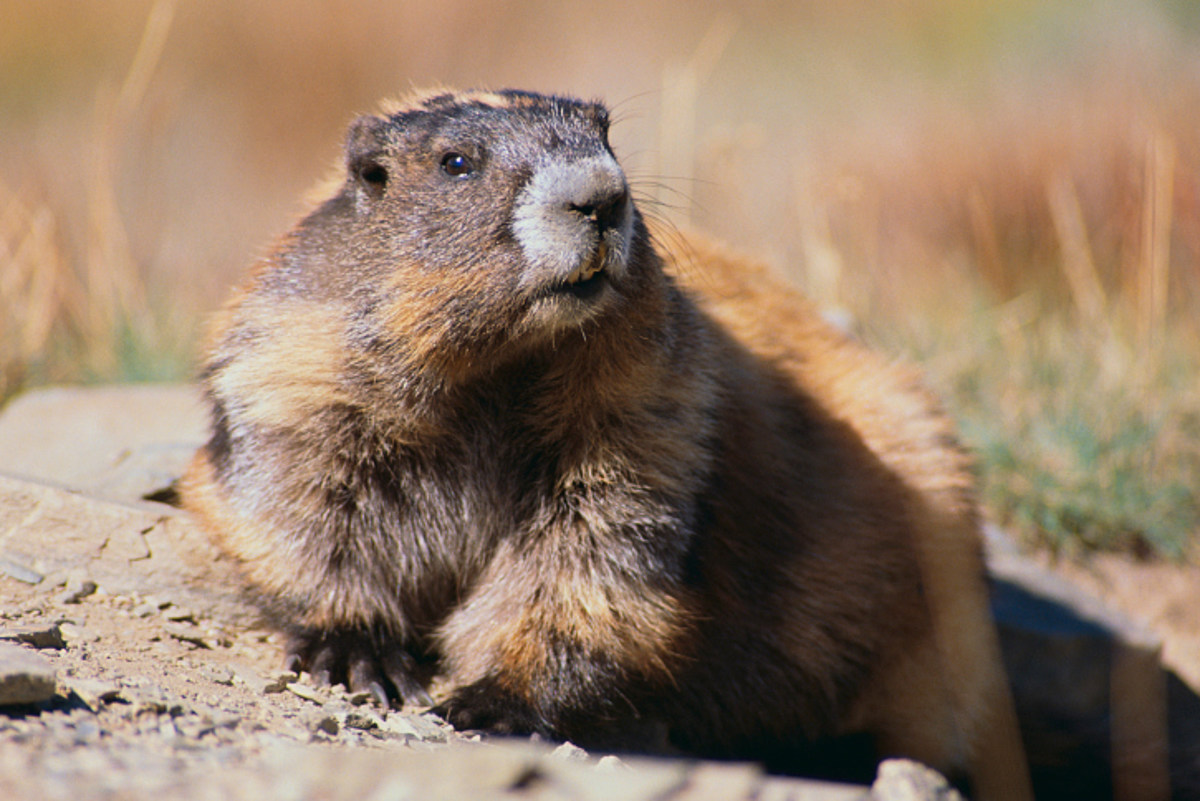 Сурок Тимка. Woodchuck. Marmota broweri. How much would a Woodchuck Chuck.