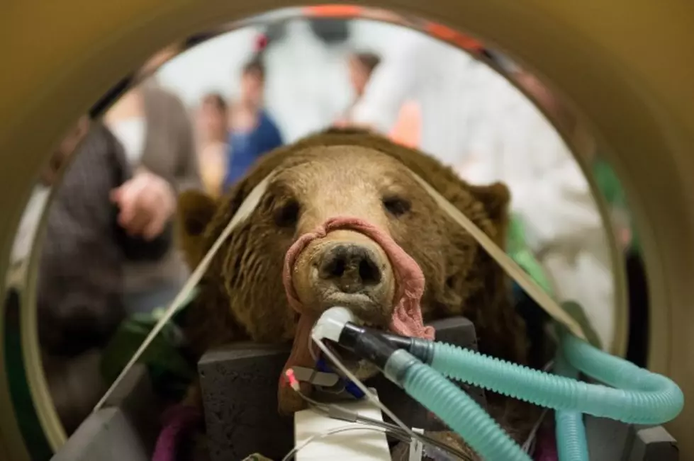 CSU Vet Teaching Hospital Operates on Grizzly Bear [VIDEO]