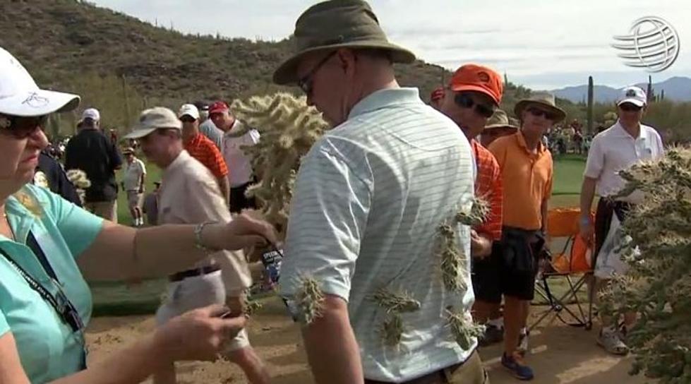 Golf Fan Attacked By Jumping Cactus [VIDEO]