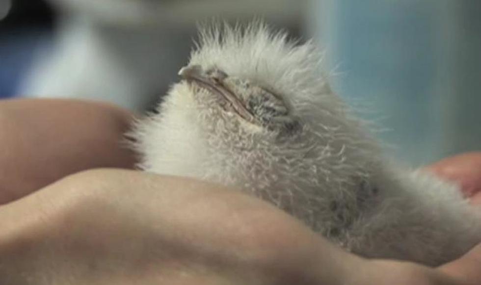 Denver Zoo Welcomes First Tawny Frogmouth Chick [VIDEO]