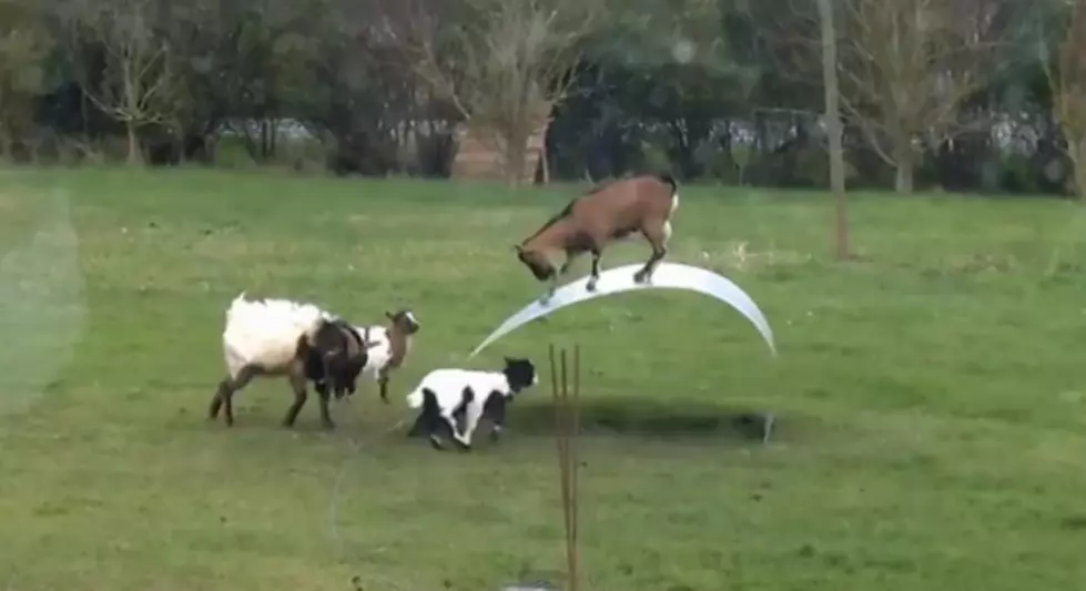 Love Them Or Hate Them &#8211; These Goats Have Game [VIDEO]