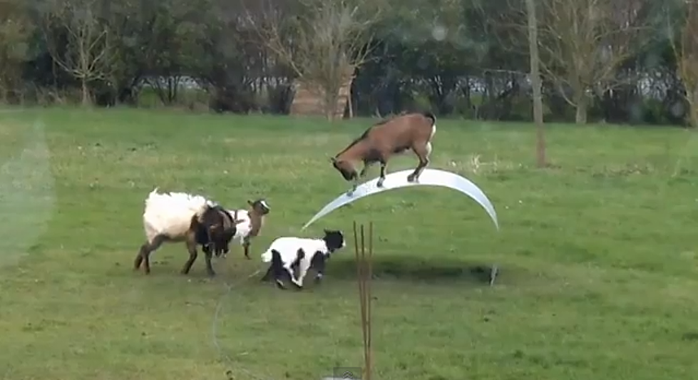 Love Them Or Hate Them – These Goats Have Game [VIDEO]