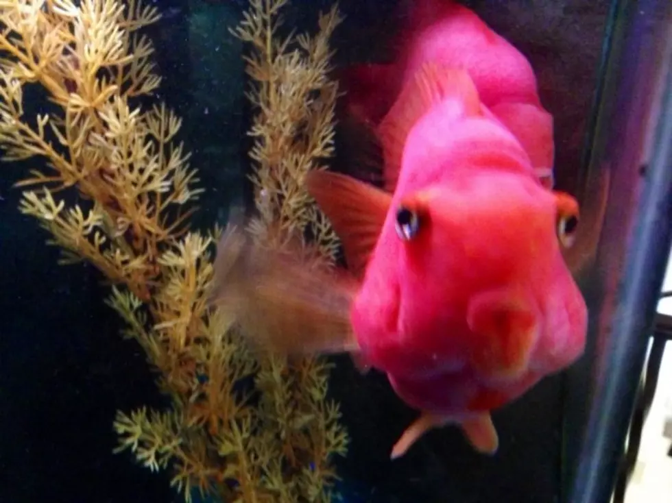 See What This Fish Did To My Aquarium &#8211; Brian&#8217;s Blog [PICTURES]