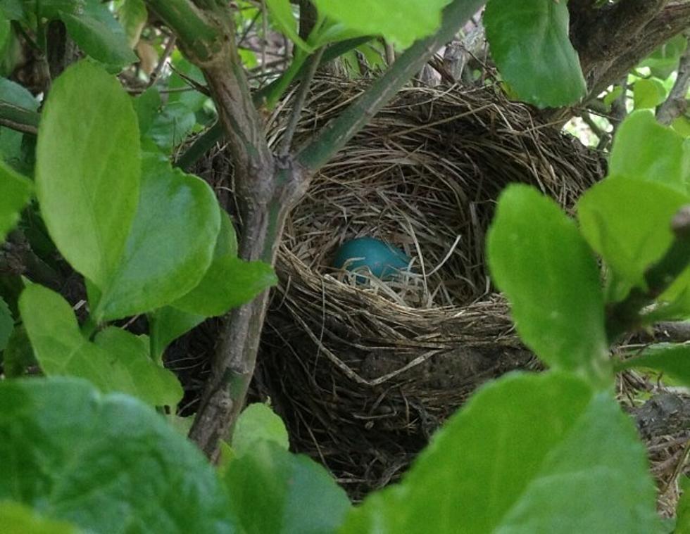 Three Eggs Were Laid In a Nest Outside Todd&#8217;s House &#8211; Now They Have Hatched [PICTURES]