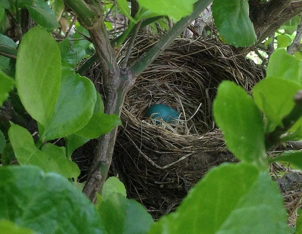 Three Eggs Were Laid In a Nest Outside Todd’s House – Now They Have Hatched [PICTURES]
