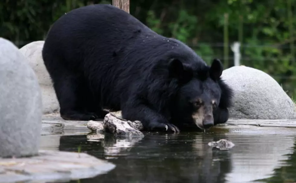 A Small Black Bear Caught Enjoying Time in a Colorado Lake