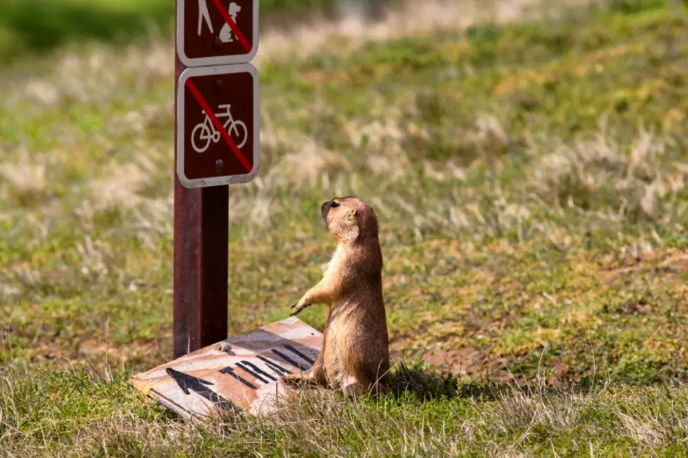 Breaking News — Dog Dies and Colorado Resident Tests Positive for Pneumonic Plague