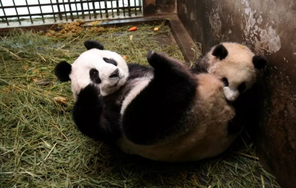 Cute Baby Giant Panda Playground – Watch Them Go Down a Slide [VIDEO]
