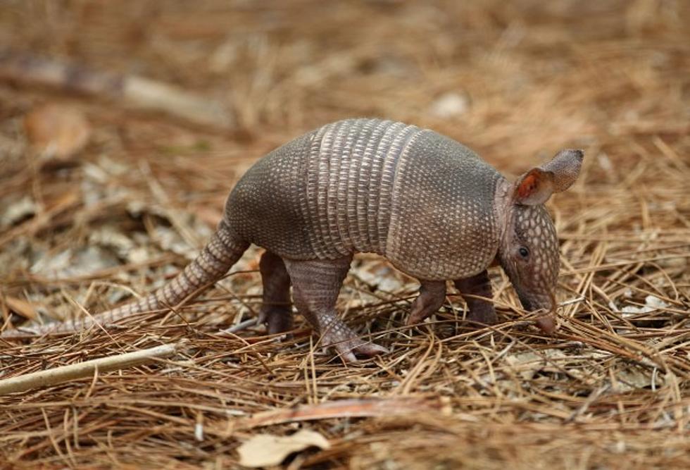 30 Seconds of an Armadillo Playing with it&#8217;s Toy [VIDEO]