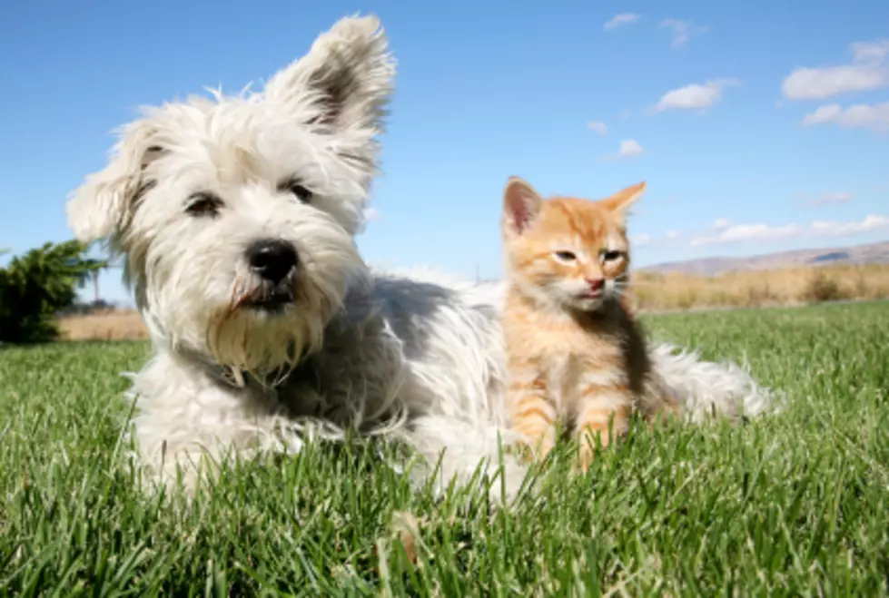 Dogs Trying to Make Friends With Cats — Remind You of Anything? [VIDEO]