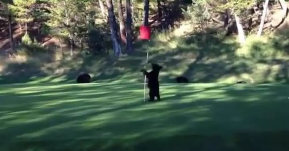 Hilarious Video of a Bear Playing on the Green at a Golf Course [VIDEO]