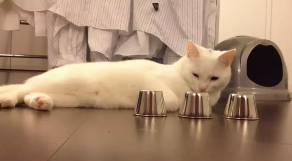 This Might Be the Smartest Cat You Have Ever Seen [VIDEO]