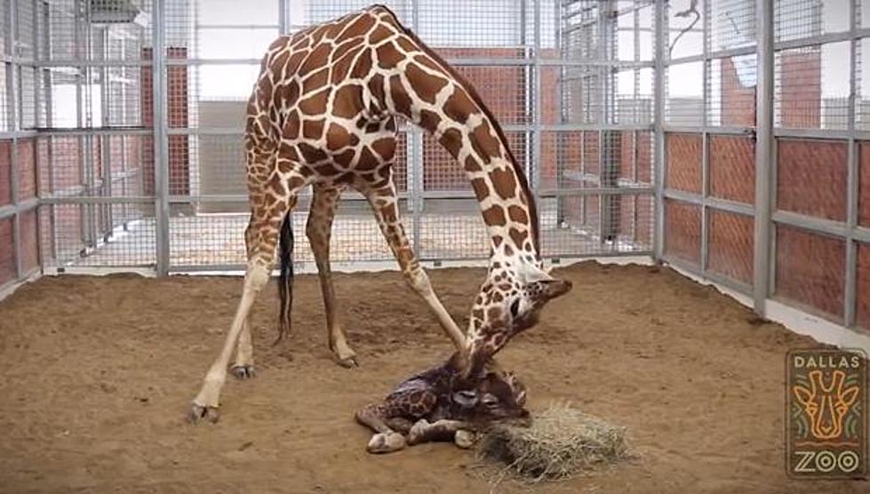Naming Rights of Baby Giraffe Sold For $50,000 at Dallas Zoo [PICTURES/VIDEO]