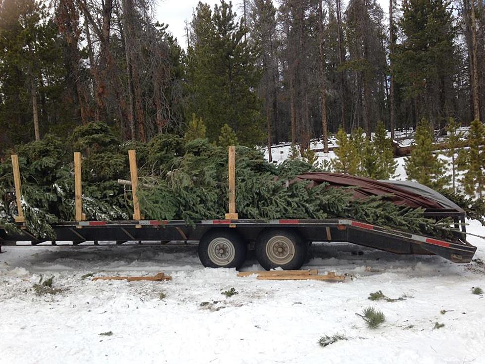 Colorado State Forest Service provides holiday tree for State Capitol