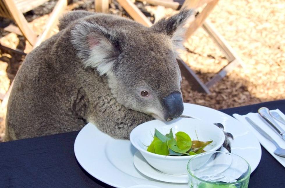 Renegade Koala Involved in Cutest Ever Carjacking [VIDEO]
