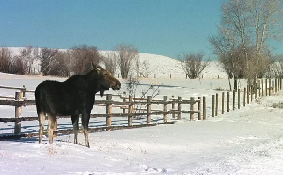Moose Runs Over Woman in Steamboat Springs Over the Weekend