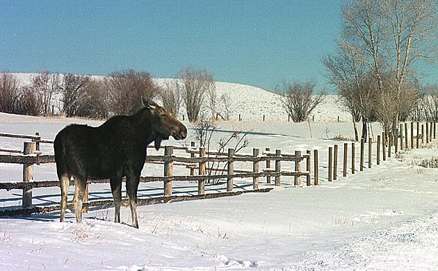 Moose Chases Down Snowboarder in Wyoming [VIDEO]