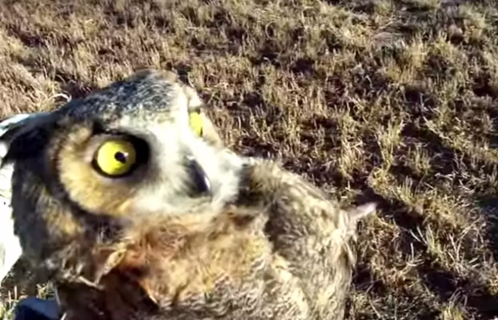 Great Horned Owl Rescued From Deep Trench Near Fort Lupton and Reunited With Mate [VIDEO]