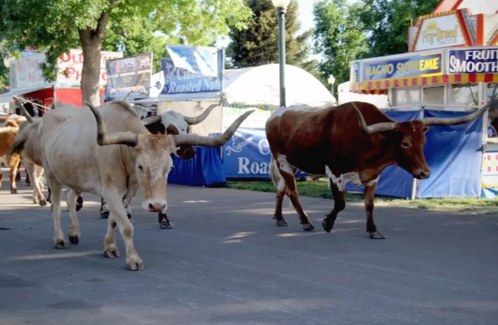 What Are You Most Excited to Do at the Greeley Stampede? [POLL]
