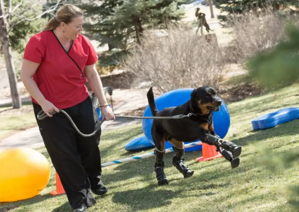 CSU Vet Teaching Hospital Helps Quadruple-Amputee Rottweiler Get New Paws [PICTURES/VIDEO]