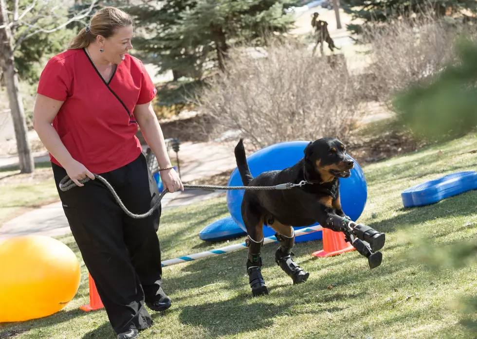 CSU Vet Teaching Hospital Helps Quadruple-Amputee Rottweiler Get New Paws [PICTURES/VIDEO]