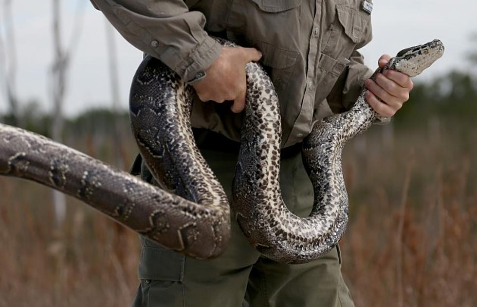 Snake Problem in the Florida Everglades Is Out of Control