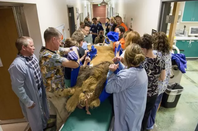 Lion Gets Royal Treatment From CSU Vet Teaching Hospital
