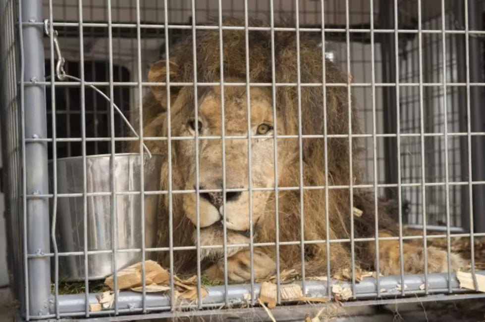 African Lion Treated for Broken Neck at CSU Vet Teaching Hospital [PICTURES &#8211; VIDEO]