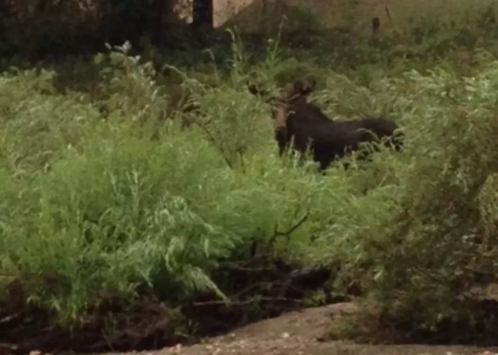 Best Place to See Wildlife in Fort Collins &#8211; Todd&#8217;s Top Six