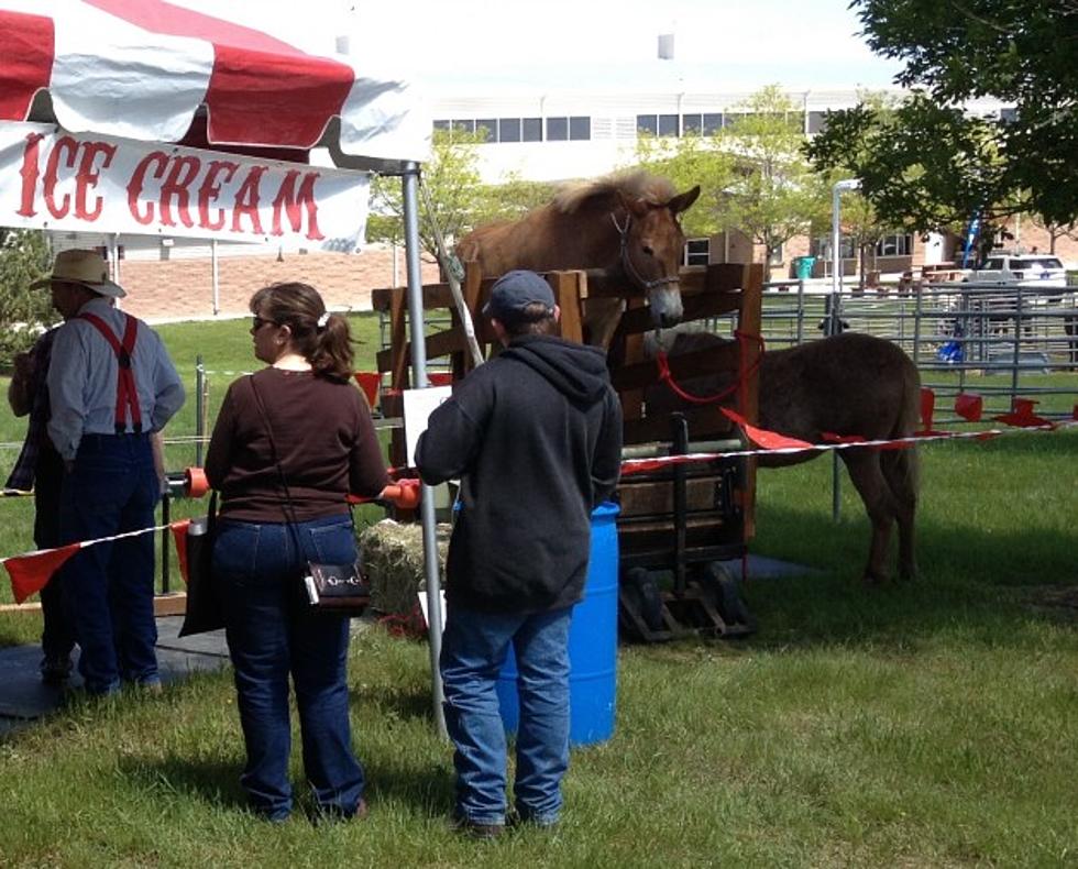 Mule Makes Homemade Ice Cream at BBQ Festival at The Ranch [VIDEO]
