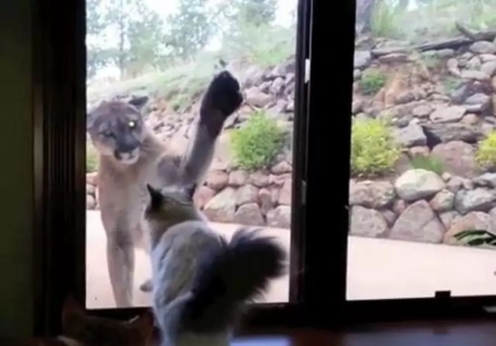 Brave Cat and Mountain Lion Go Face-to-Face at Home Near Boulder [VIDEO]