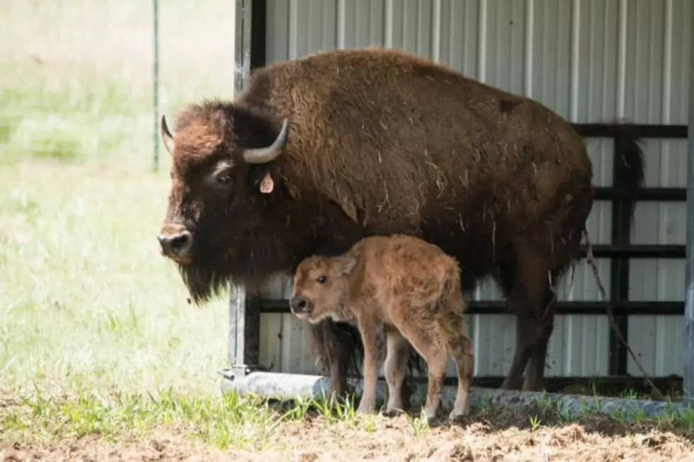 Baby Bison Born on CSU Foothills Campus [PICTURES &#8211; VIDEO]