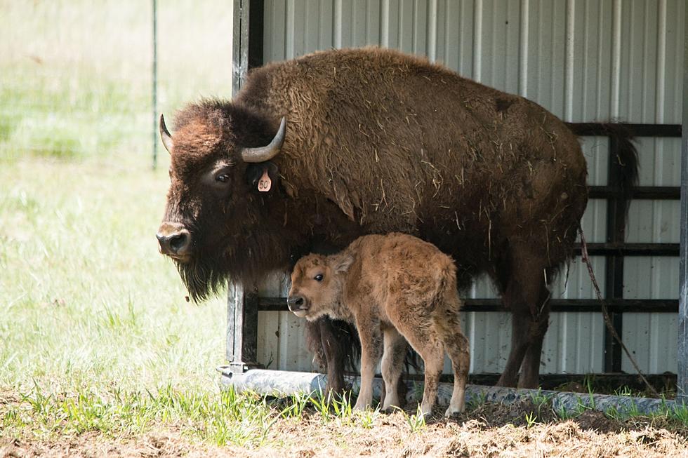 Baby Bison Born on CSU Foothills Campus [PICTURES – VIDEO]