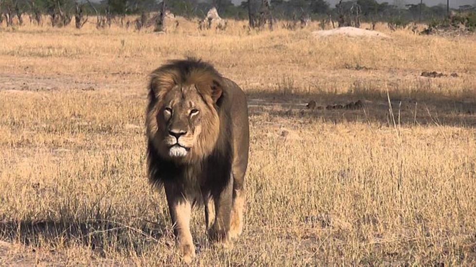 Meet Cecil the Lion &#8211; Now a Mount on Walter Palmer&#8217;s Wall [VIDEO]