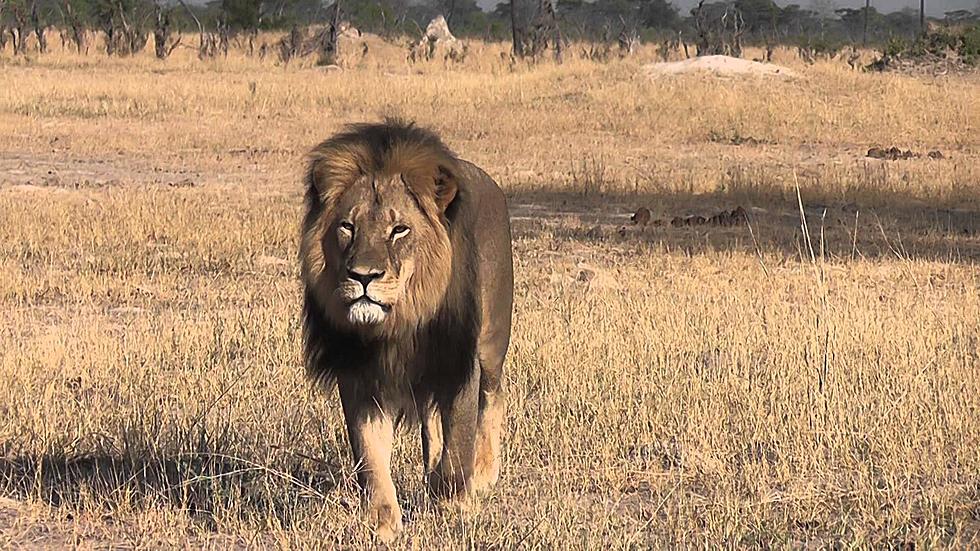 Meet Cecil the Lion – Now a Mount on Walter Palmer’s Wall [VIDEO]