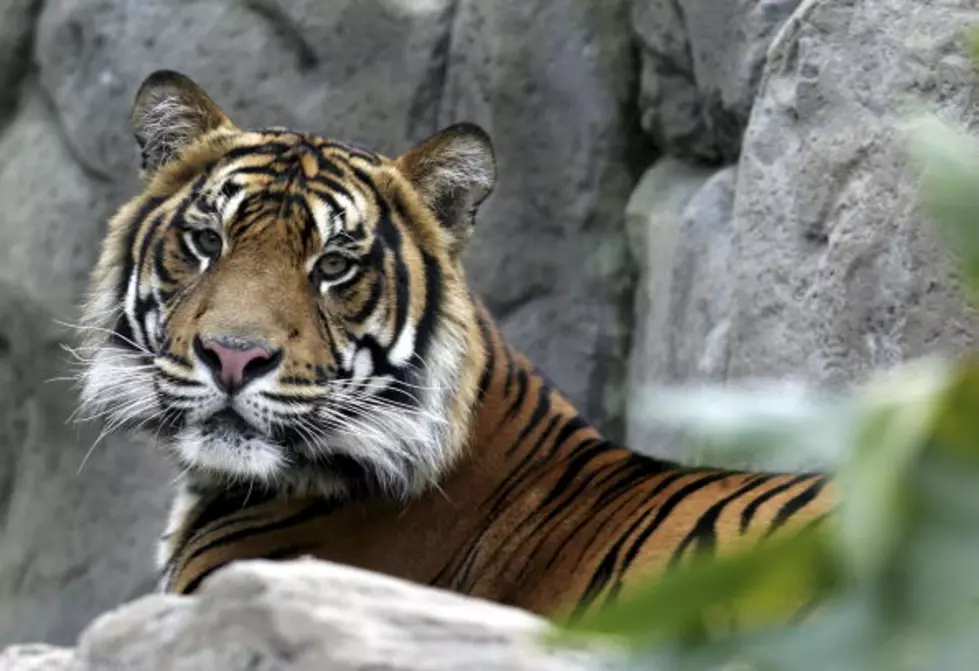 Tiger Who Killed Zookeeper To Be Euthanized?