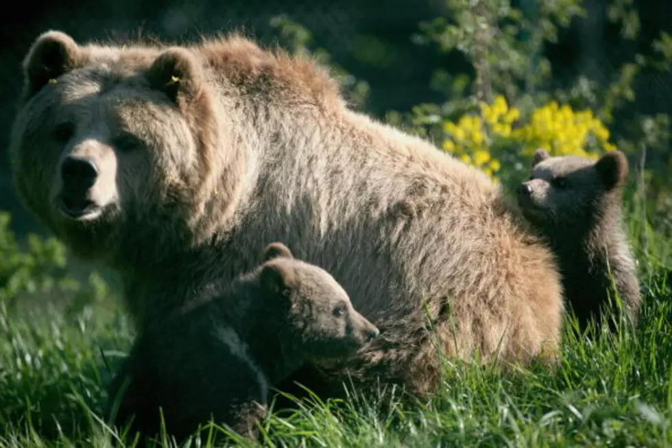 Colorado Park Remains Closed Over Bear Selfies
