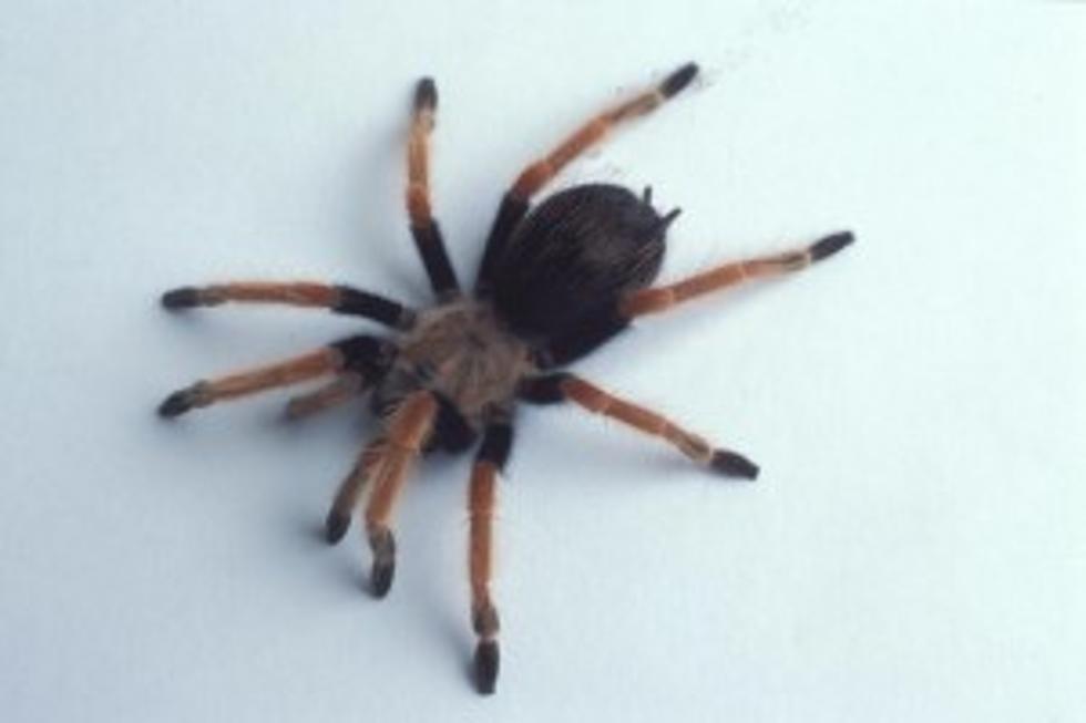 Man Opens Package Marked &#8216;Return To Sender,&#8217; Tarantula Crawls Out