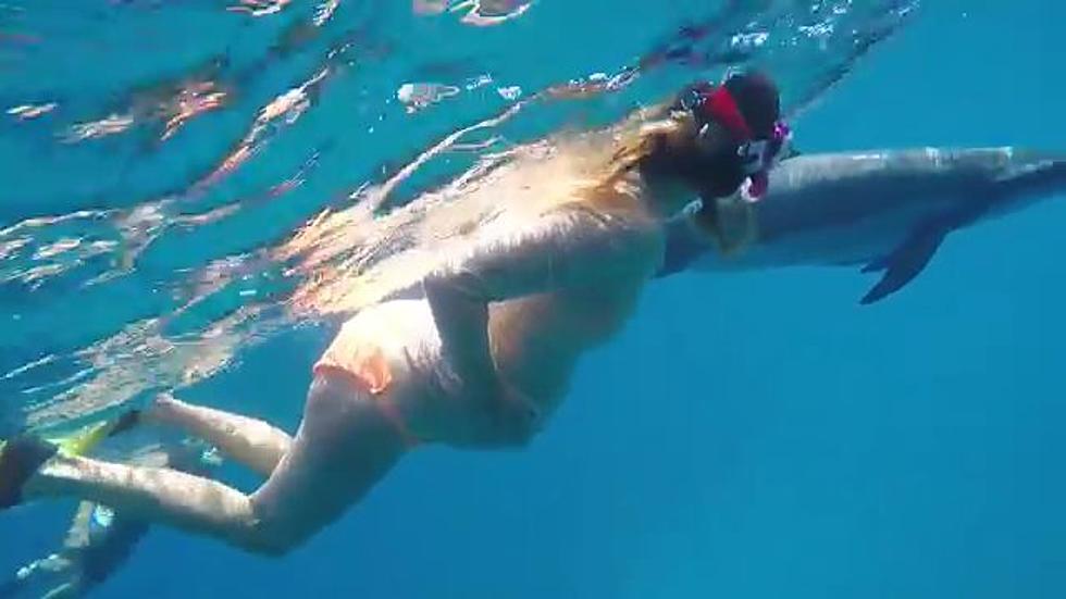 Pregnant Woman Plans To Use Dolphin As Her Midwife [VIDEO]