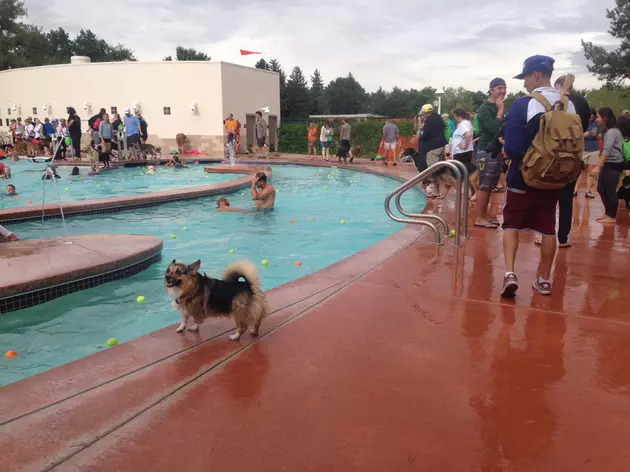 Your Pups Can Play in the Pool at These Two August Events