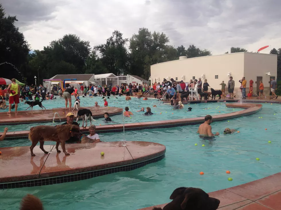 Fort Collins Pooch Plunge At City Park Pool [PHOTOS]