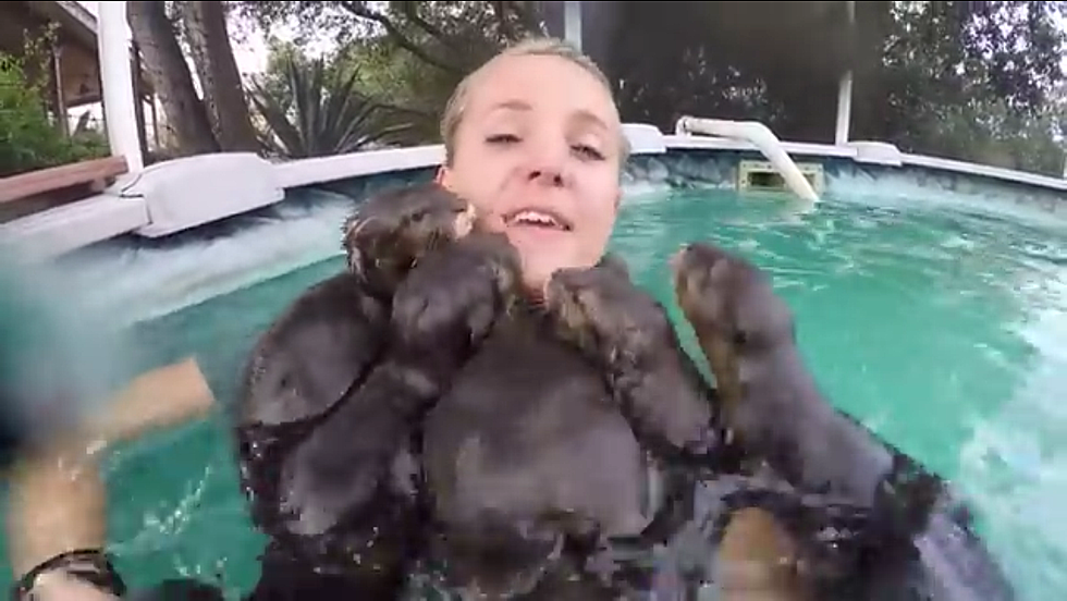 Adorable Baby Otters In A Swimming Pool Will Warm Your Heart [VIDEO]