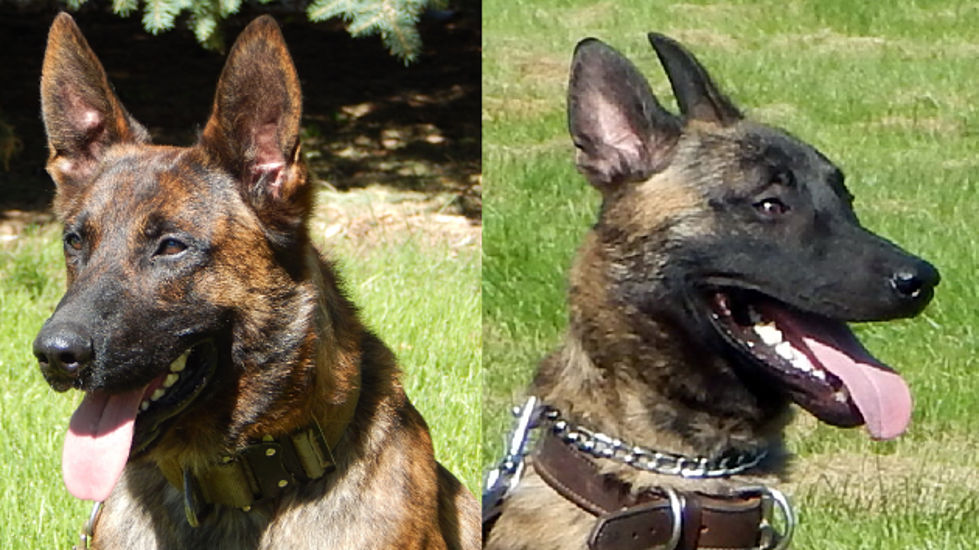Larimer County Sheriff’s Office Adds Two K-9 Deputies &#8211; Two Retired