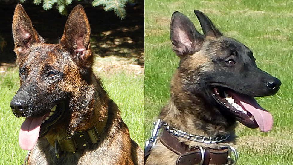 Larimer County Sheriff’s Office Adds Two K-9 Deputies – Two Retired
