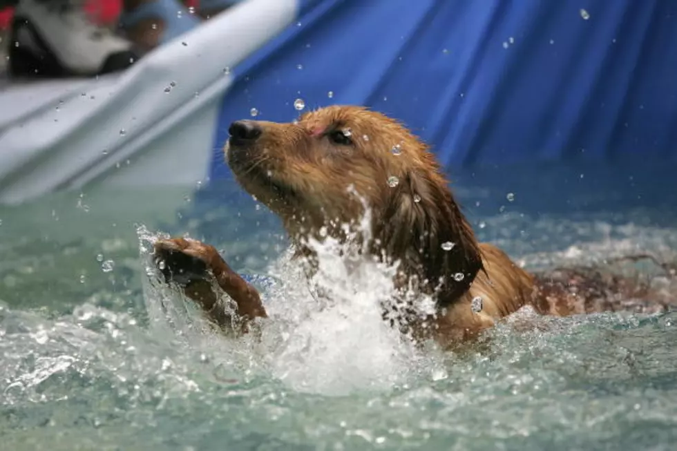 Let Your Dog Swim at ‘Doggie Day at Discover Bay’ in Greeley