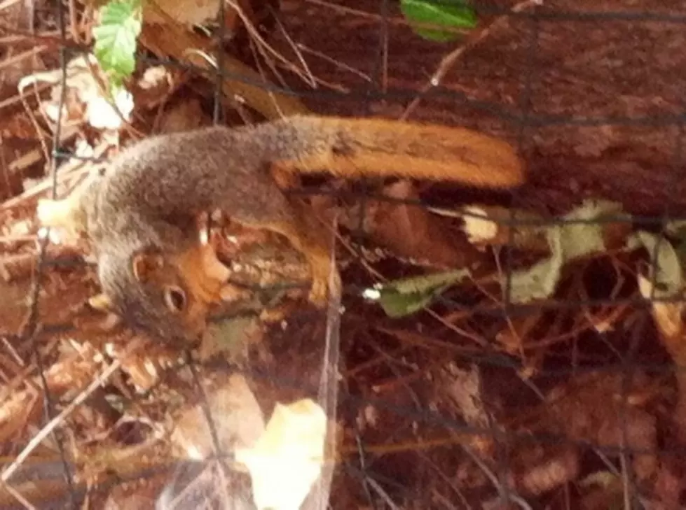 I Slept Through a Squirrel Rescue in My Backyard &#8211; Brian&#8217;s Blog [PICTURES]